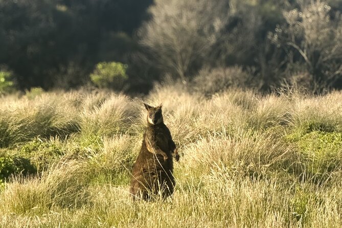 Phillip Island Penguins & Wildlife Day Tour from Melbourne - The penguins are worth the late night