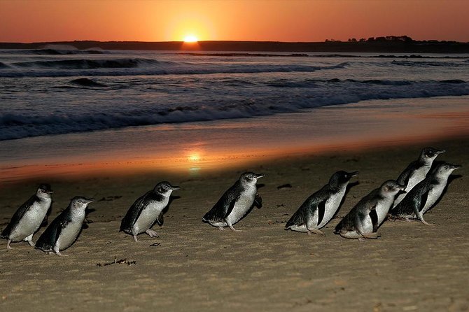 Phillip Island Penguins & Wildlife Day Tour from Melbourne - Timing, weather, and the late return