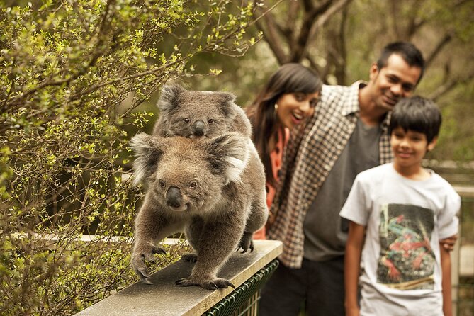 Phillip Island Tour - Koala's, Wallabies & Little Penguins. - Why this Phillip Island day works so well