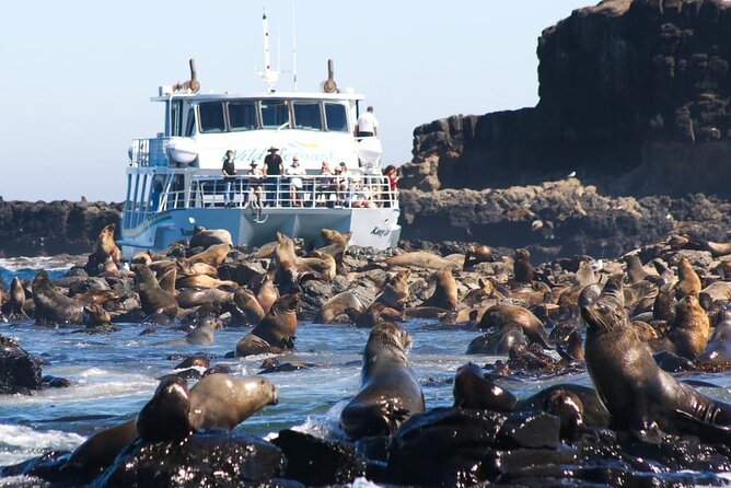 Phillip Island Wildlife Cruise and Penguin Tour from Melbourne - Why Phillip Island works as a full-day trip from Melbourne