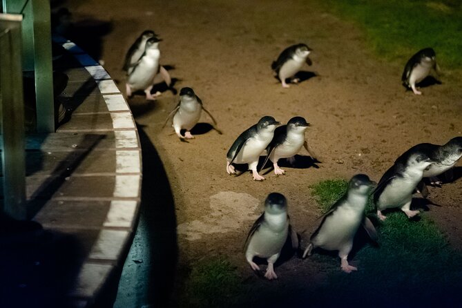 Phillip Island Wildlife Cruise and Penguin Tour from Melbourne - A quick walk at Flynns Beach