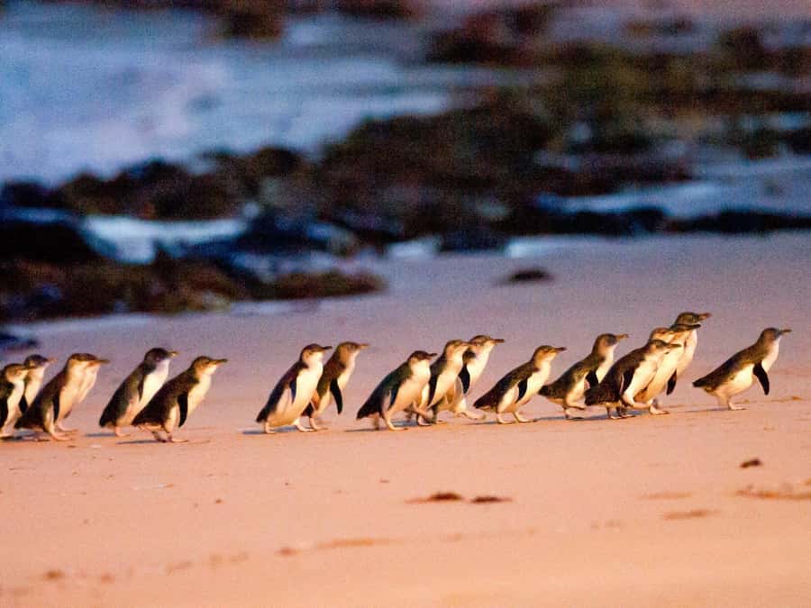 Phillip Island: Wine, Wildlife & Penguins with Gourmet Feast - Why this Phillip Island afternoon works