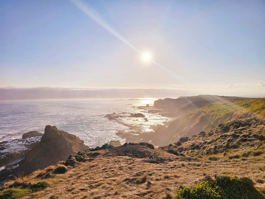 Phillip Island: Wine, Wildlife & Penguins with Gourmet Feast - Is $116 good value?