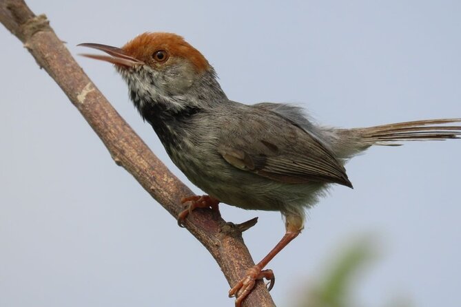 Phnom Penh Birding Experience and Brunch - Key points at a glance