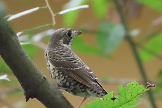 Phnom Penh Birding Experience and Brunch - Why this half-day trip feels different from city sightseeing