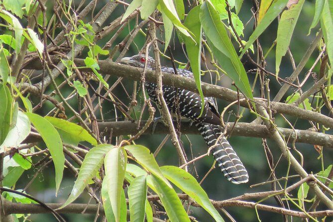 Phnom Penh Birding Experience and Brunch - 7NG Road and the lotus farms