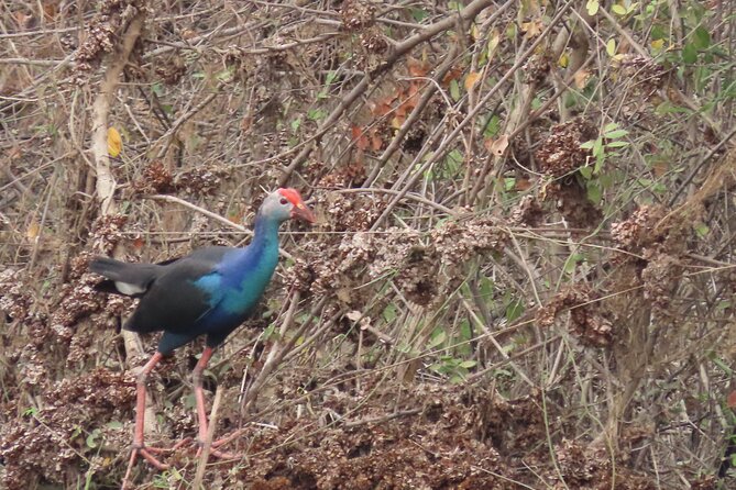Phnom Penh Birding Experience and Brunch - Breakfast beside a small lake