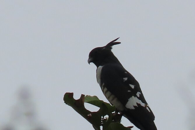 Phnom Penh Birding Experience and Brunch - Three hours focused on the Cambodian Tailorbird