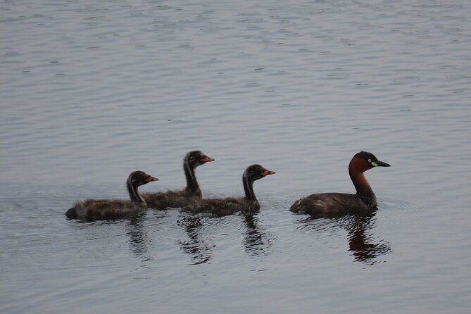 Phnom Penh Birding Experience and Brunch - What the transport and equipment mean for you