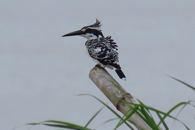Phnom Penh Birding Experience and Brunch - Is $85 a fair price?