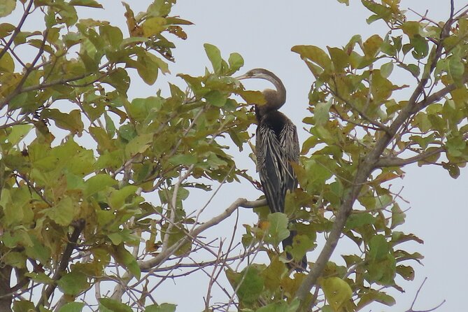 Phnom Penh Birding Experience and Brunch - Who will enjoy this Phnom Penh birding experience?