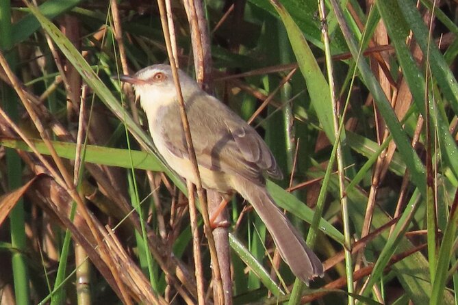 Phnom Penh & Kirirom National Park Birds Tour - The 5:30 am departure and Mekong crossing