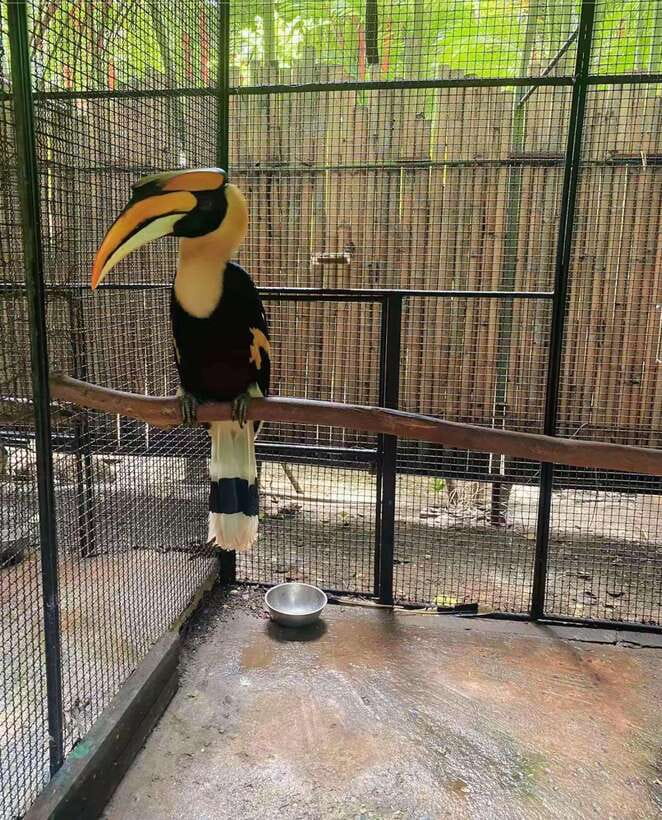 Phuket: Bird Park Entry Ticket - My advice before you enter