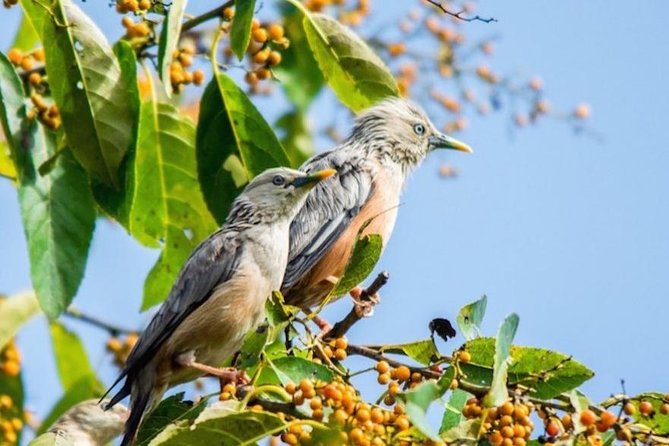 Phulchoki bird-watching tour - Key details before you book