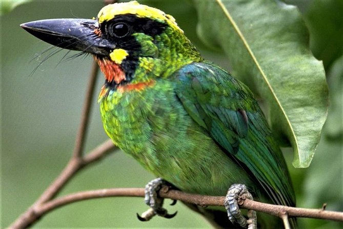 Phulchoki bird-watching tour - Birdwatching through the Godawari forest