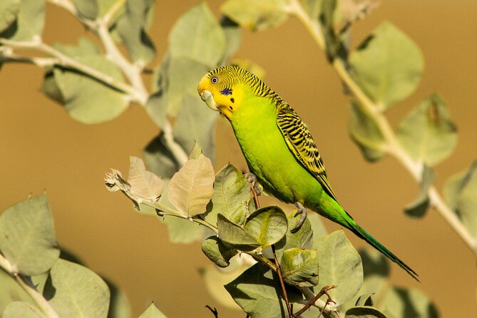 Pilbara Bird Tours - Key points to know before you book