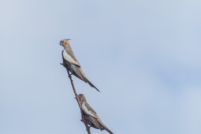 Pilbara Bird Tours - Meeting at 7 am in Roebourne