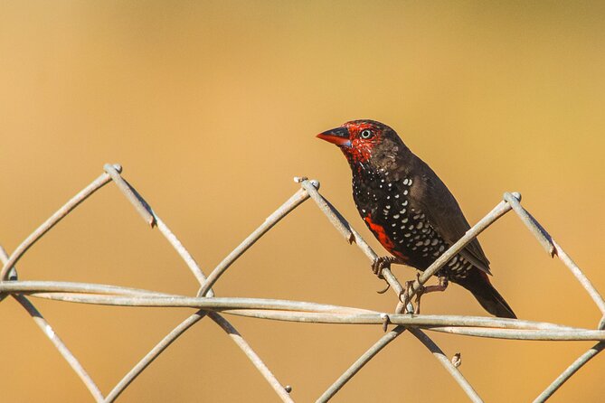 Pilbara Bird Tours - Birdwatching with Jodie