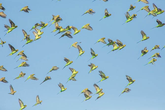Pilbara Bird Tours - A good fit for bird photographers