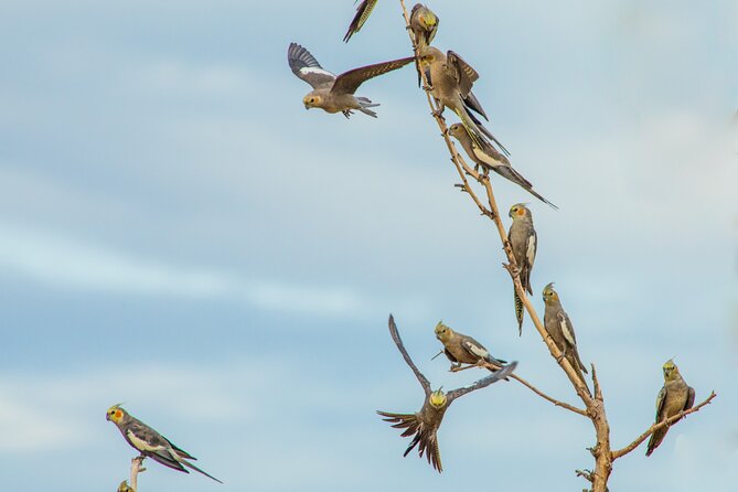 Pilbara Bird Tours - What the $57.38 price buys you