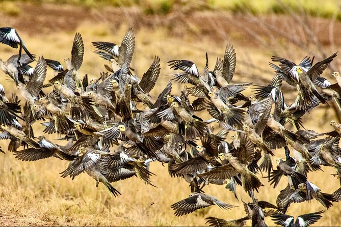 Pilbara Bird Tours - Timing, pace, and practical comfort