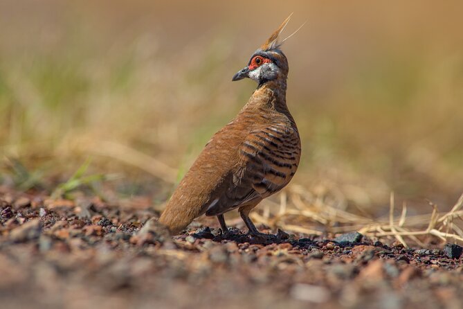 Pilbara Bird Tours - Cancellation and weather rules