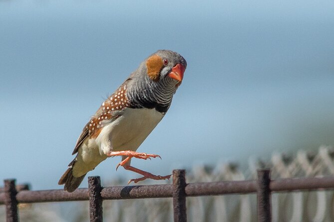 Pilbara Bird Tours - Following the 1.2 km Ngurrin Trail