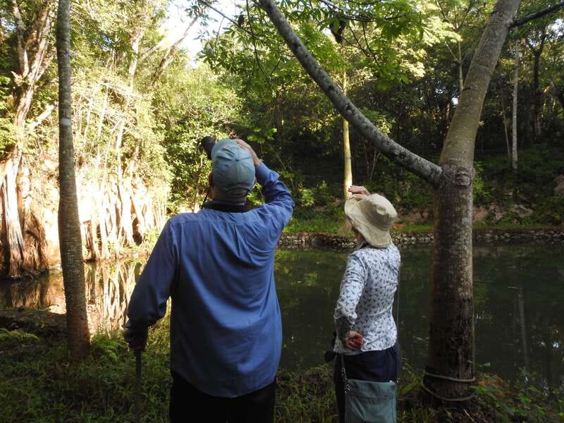 Playa del Carmen: Guided Birdwatching Hike - Why this birdwatching trip feels different from a standard Playa del Carmen outing
