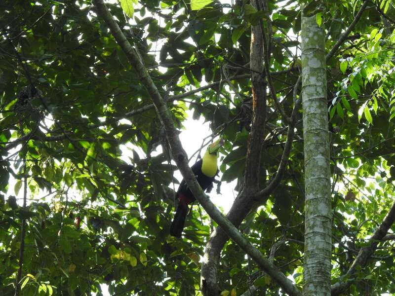 Playa del Carmen: Guided Birdwatching Hike - Walking the Ruta de Los Cenotes trail