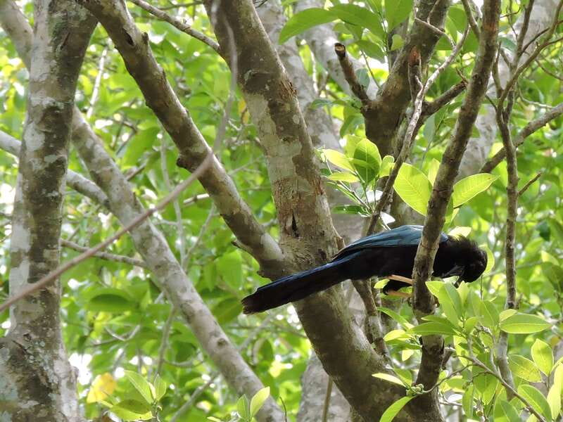 Playa del Carmen: Guided Birdwatching Hike - Looking for more than 30 native and migratory species