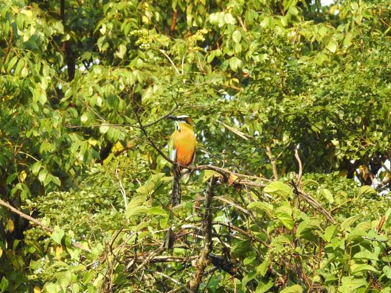Playa del Carmen: Guided Birdwatching Hike - Coffee, fruit, and a light break on the trail
