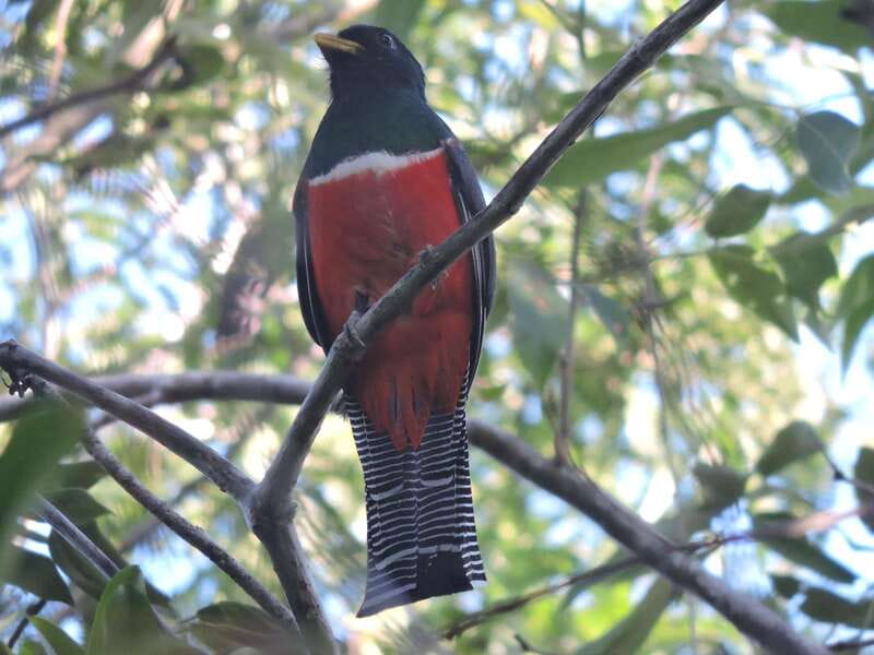 Playa del Carmen: Guided Birdwatching Hike - What the small group changes