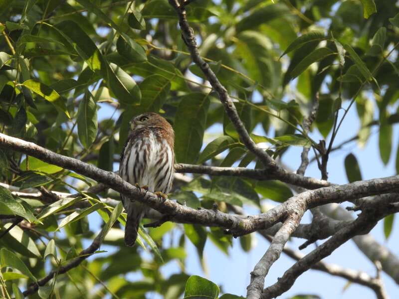 Playa del Carmen: Guided Birdwatching Hike - Meeting in Playa del Carmen and heading into the jungle