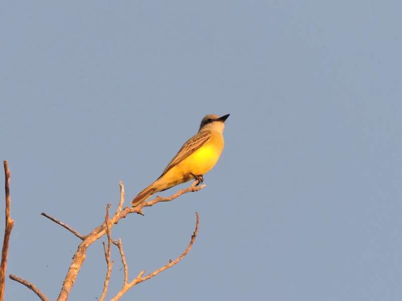 Playa del Carmen: Private Morning Birdwatching Tour - Why the 6:00 AM start matters
