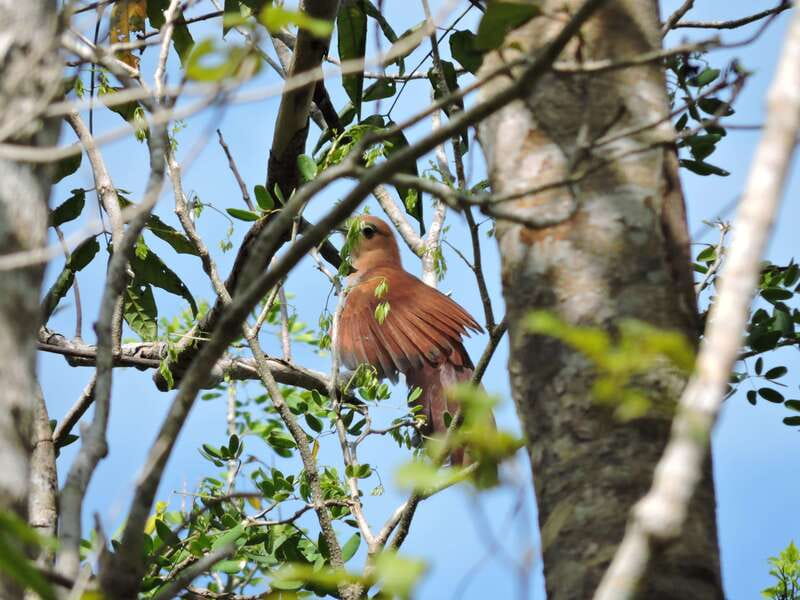 Playa del Carmen: Private Morning Birdwatching Tour - Should you book the Ruta de los Cenotes birdwatching tour?