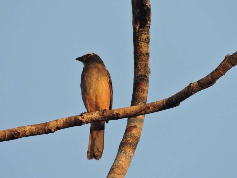 Playa del Carmen: Private Morning Birdwatching Tour - What the private format really gives you