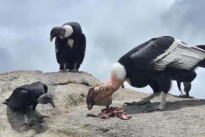 Popayan: Condor Watching in Purace + San Juan Hot Springs
