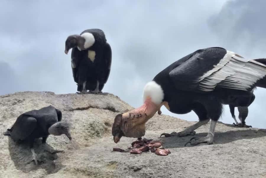 Popayan: Condor Watching in Purace + San Juan Hot Springs - The road through Cauca’s farming country