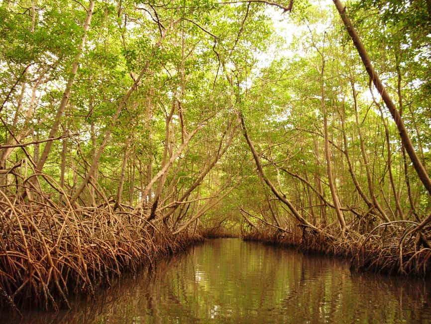 Port of Spain: Caroni Bird Sanctuary by Boat - Why Caroni Swamp is worth your afternoon