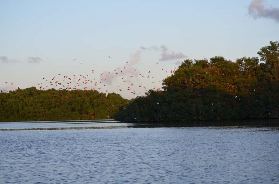 Port of Spain: Caroni Bird Sanctuary by Boat - Boarding the boat and entering the mangroves