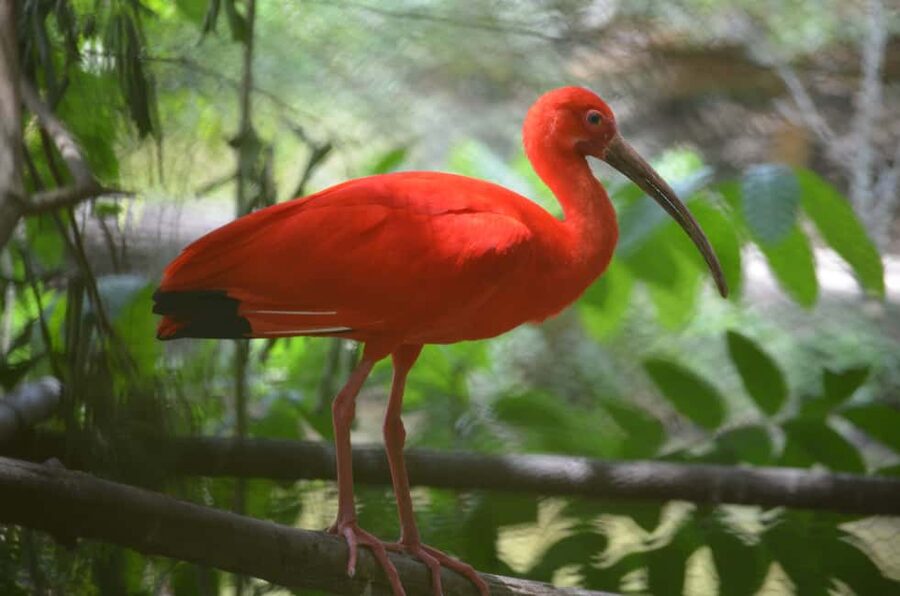 Port of Spain: Caroni Bird Sanctuary by Boat - Hotel pickup and arrival at the sanctuary