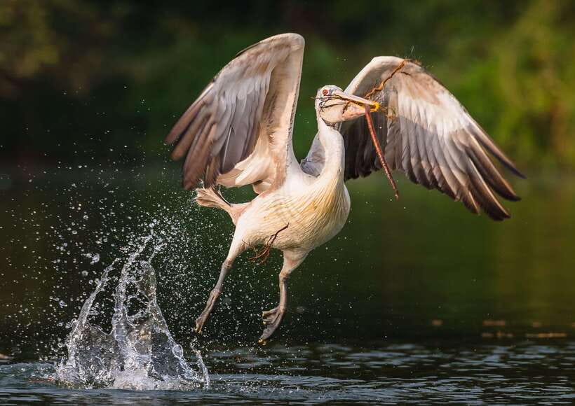 Prek Toal Bird Sanctuary and Great Lake Tour in Cambodia - Key points to know before you book
