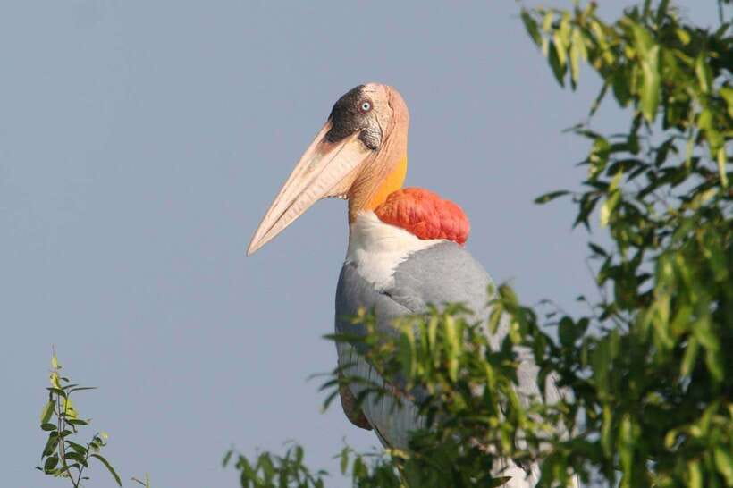 Prek Toal Bird Sanctuary and Great Lake Tour in Cambodia - Why Prek Toal is worth the long day