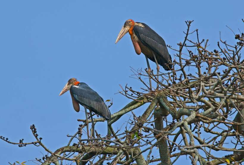 Prek Toal Bird Sanctuary and Great Lake Tour in Cambodia - Floating villages and the fish farm stop
