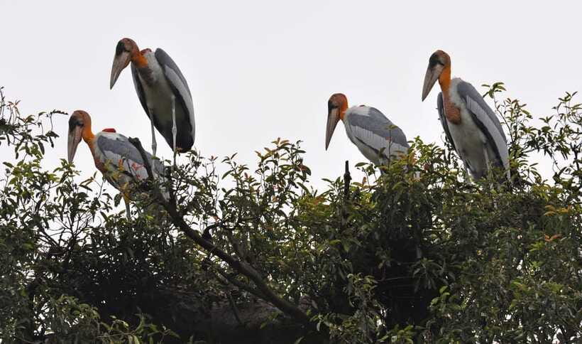 Prek Toal Bird Sanctuary and Great Lake Tour in Cambodia - What the $255 price really covers