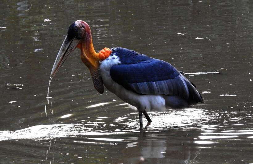 Prek Toal Bird Sanctuary and Great Lake Tour in Cambodia - Who will enjoy this day most