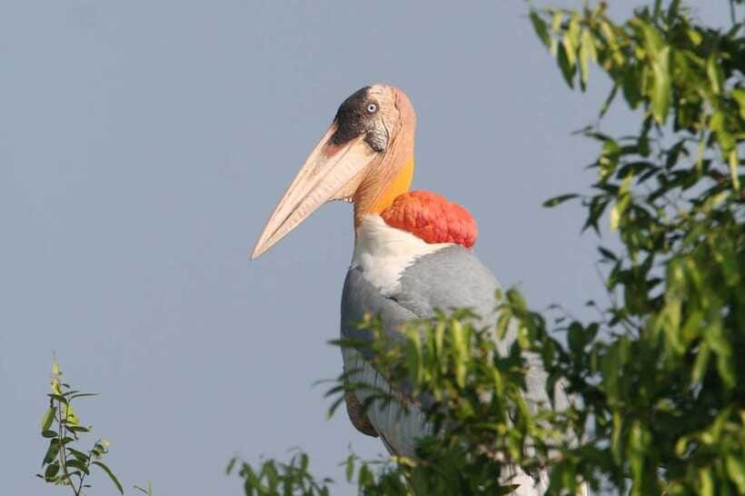 Prek Toal Bird Sanctuary and Great Lake Tour in Cambodia - Practical advice for a smoother outing