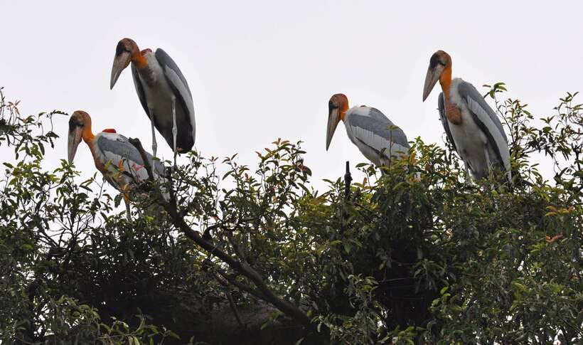 Prek Toal Bird Sanctuary and Great Lake Tour in Cambodia - The 6:00 am pickup from Siem Reap