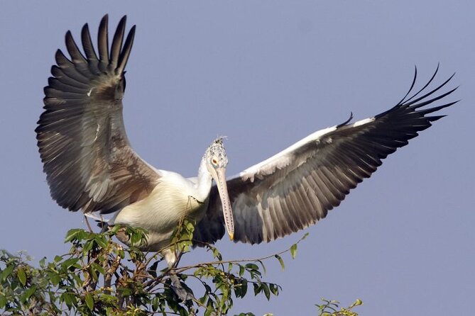 Prek Toal Birds Sanctuary and floating Village Private Day Tour - From Siem Reap to Cambodia’s Great Lake