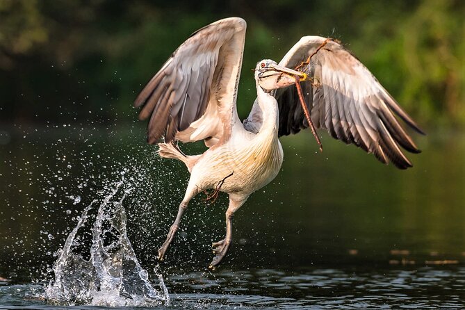 Prek Toal Birds Sanctuary and floating Village Private Day Tour - Reading Tonle Sap from a Private Boat